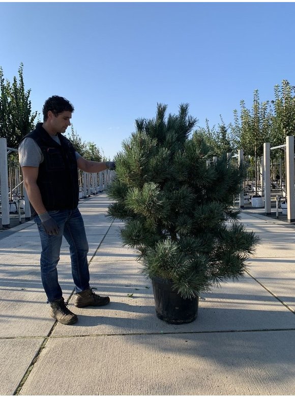 Silberkiefer 'Watereri' | Pinus sylvestris 'Watereri' Silberkiefer 'Watereri' | Pinus sylvestris 'Watereri'