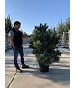 Silberkiefer 'Watereri' | Pinus sylvestris 'Watereri'