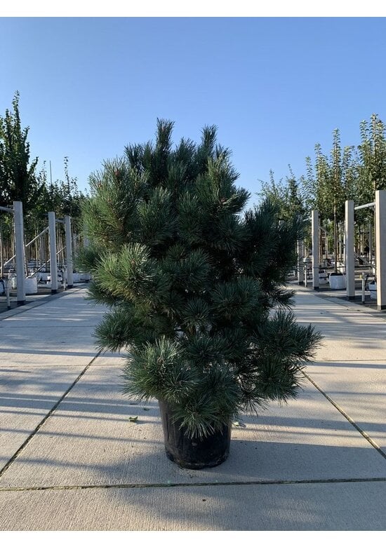 Silberkiefer 'Watereri' | Pinus sylvestris 'Watereri'