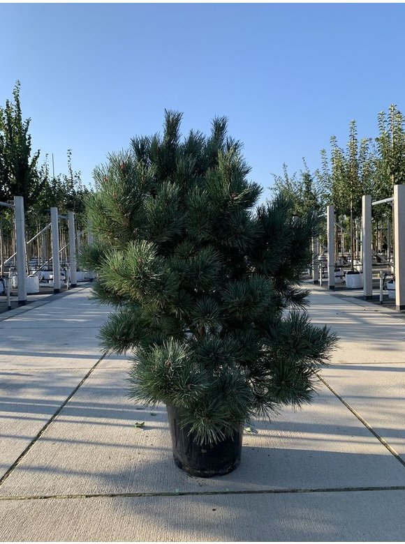 Silberkiefer 'Watereri' | Pinus sylvestris 'Watereri' Silberkiefer 'Watereri' | Pinus sylvestris 'Watereri'