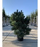 Silberkiefer 'Watereri' | Pinus sylvestris 'Watereri'