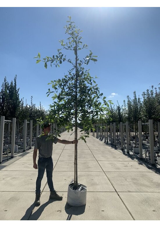 Wald-Tupelobaum - Schwarzer-Tupelobaum | Nyssa sylvatica