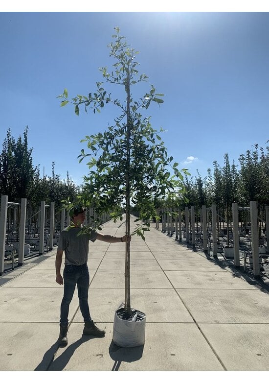 Wald-Tupelobaum - Schwarzer-Tupelobaum | Nyssa sylvatica