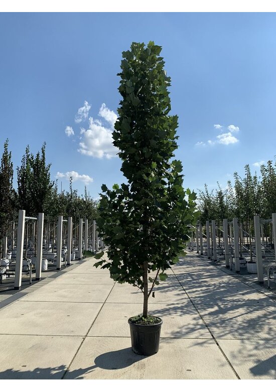 Säulen-Tulpenbaum 'Fastigiatum' | Liriodendron tulipifera 'Fastigiatum' Säulen-Tulpenbaum 'Fastigiatum' | Liriodendron tulipifera 'Fastigiatum'