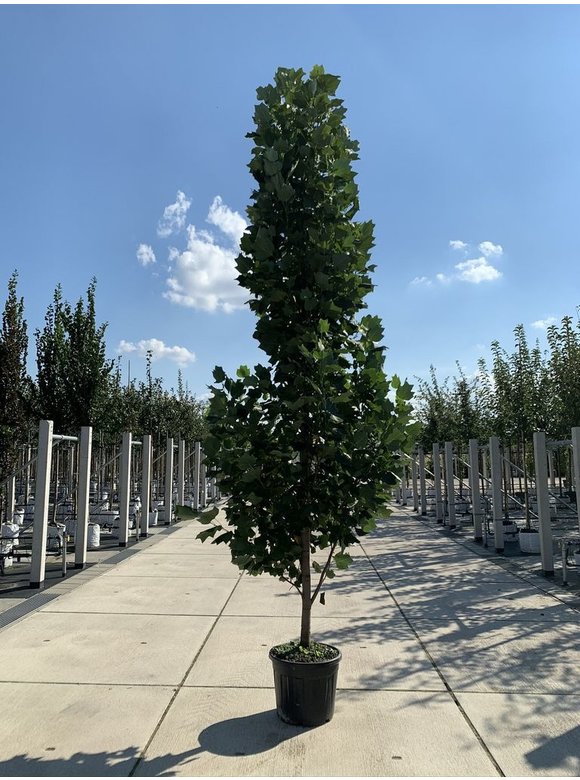 Säulen-Tulpenbaum 'Fastigiatum' | Liriodendron tulipifera 'Fastigiatum' Säulen-Tulpenbaum 'Fastigiatum' | Liriodendron tulipifera 'Fastigiatum'