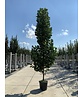 Säulen-Tulpenbaum 'Fastigiatum' | Liriodendron tulipifera 'Fastigiatum' Säulen-Tulpenbaum 'Fastigiatum' | Liriodendron tulipifera 'Fastigiatum'