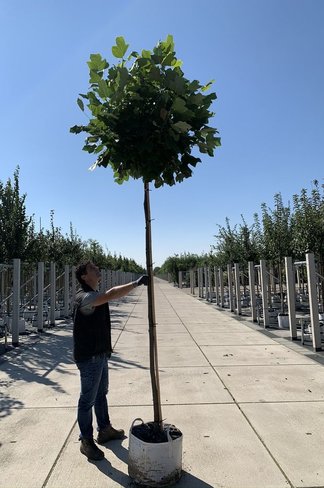 Kugel-Tulpenbaum 'Edward Gursztyn' | Liriodendron tulipifera 'Edward Gursztyn'