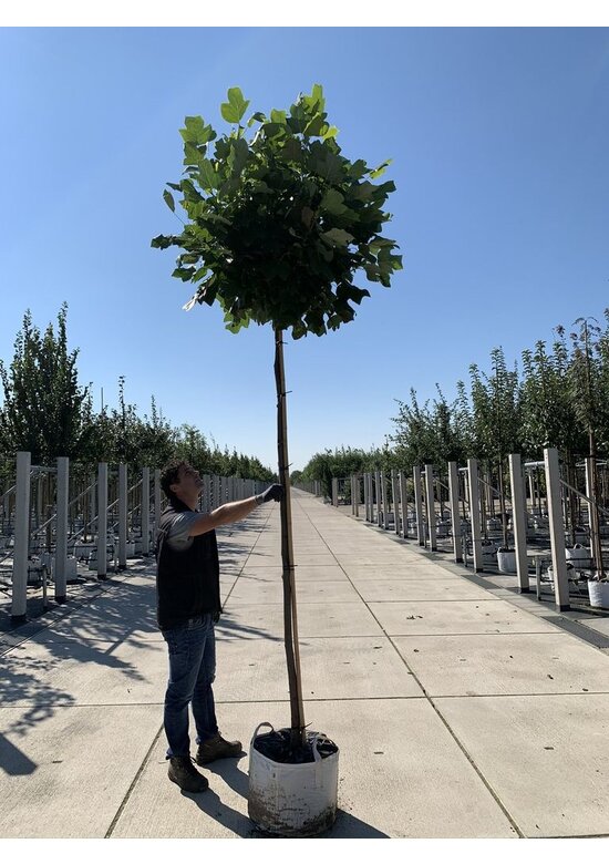 Kugel-Tulpenbaum 'Edward Gursztyn' | Liriodendron tulipifera 'Edward Gursztyn'
