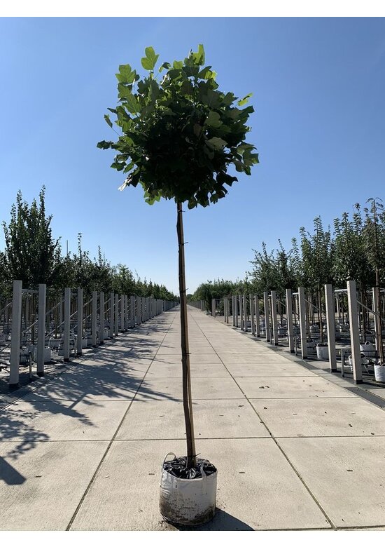 Kugel-Tulpenbaum 'Edward Gursztyn' | Liriodendron tulipifera 'Edward Gursztyn'