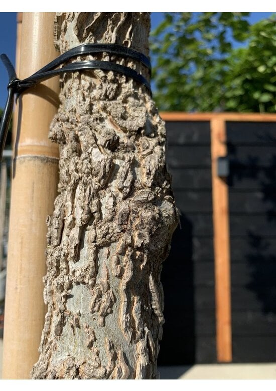 Amerikanischer Amberbaum | Liquidambar styraciflua