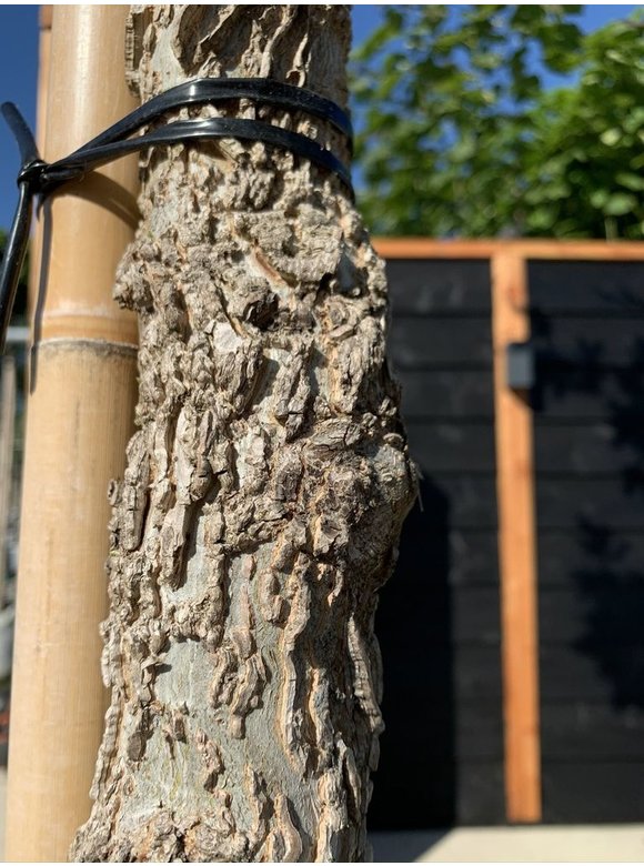 Amerikanischer Amberbaum | Liquidambar styraciflua Amerikanischer Amberbaum | Liquidambar styraciflua