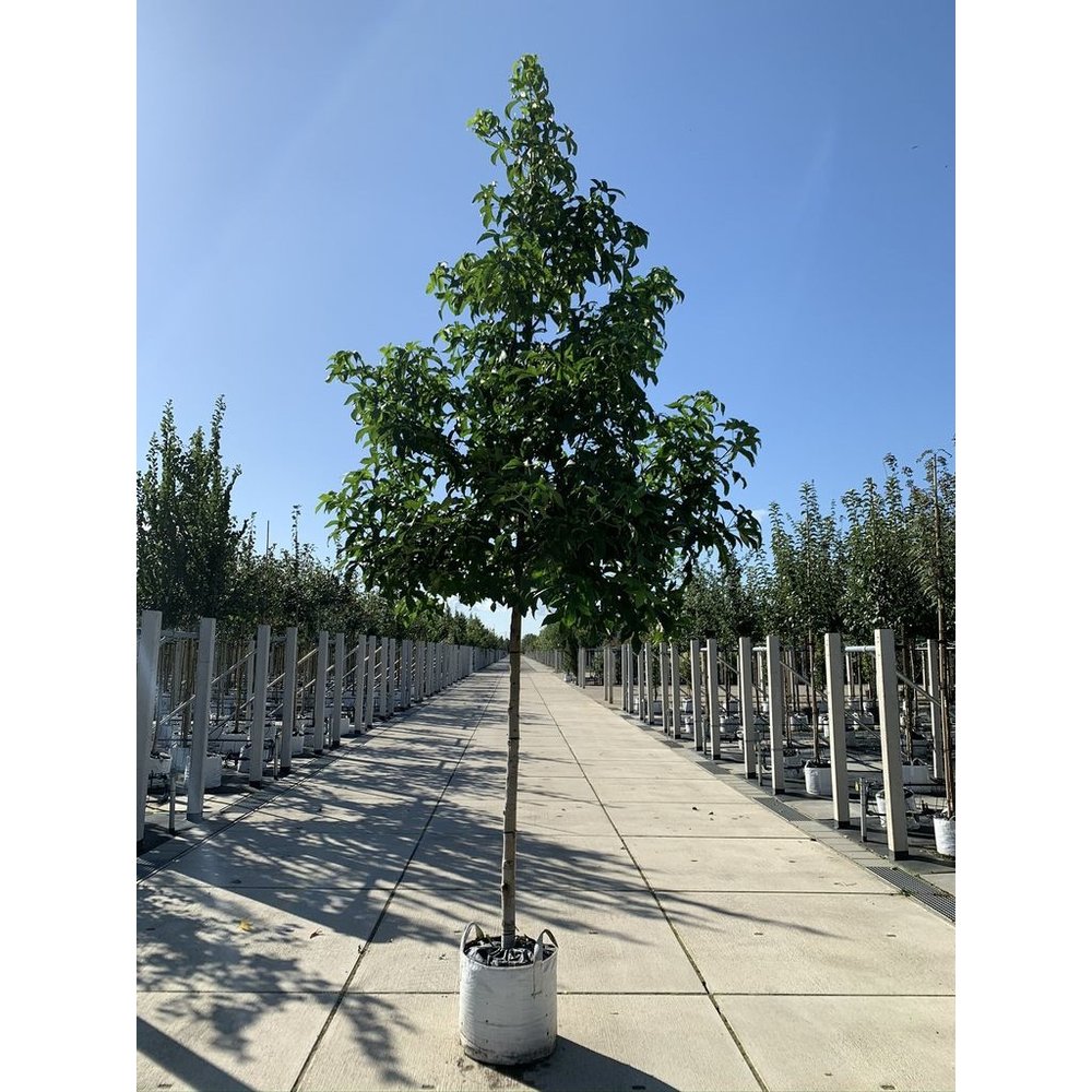 Amerikanischer Amberbaum Lane Roberts kaufen? Qualität für