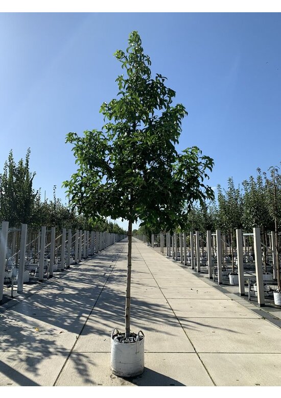 Amerikanischer Amberbaum 'Lane Roberts' | Liquidambar styraciflua 'Lane Roberts' Amerikanischer Amberbaum 'Lane Roberts' | Liquidambar styraciflua 'Lane Roberts'