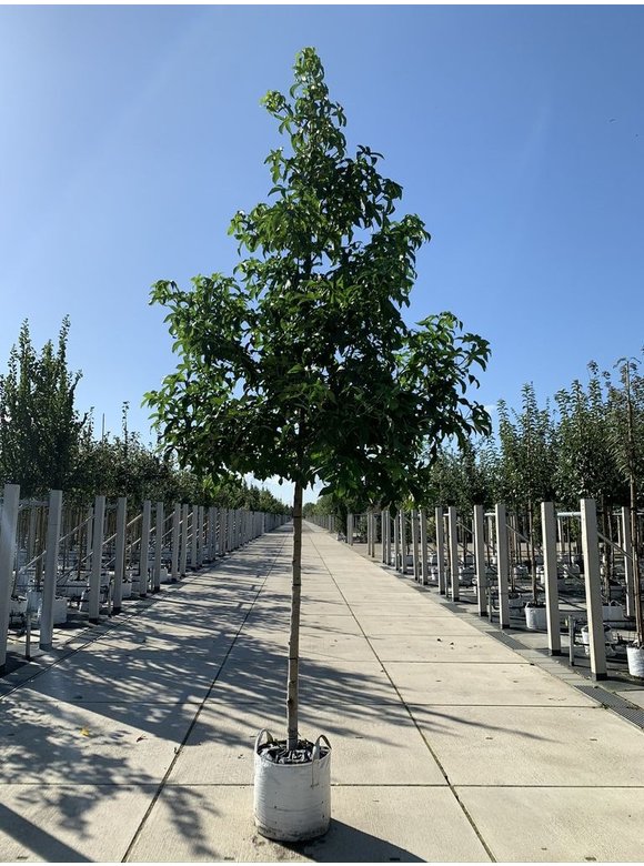 Amerikanischer Amberbaum 'Lane Roberts' | Liquidambar styraciflua 'Lane Roberts' Amerikanischer Amberbaum 'Lane Roberts' | Liquidambar styraciflua 'Lane Roberts'