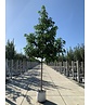 Amerikanischer Amberbaum 'Lane Roberts' | Liquidambar styraciflua 'Lane Roberts' Amerikanischer Amberbaum 'Lane Roberts' | Liquidambar styraciflua 'Lane Roberts'