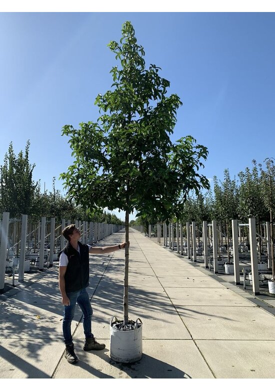 Amerikanischer Amberbaum 'Lane Roberts' | Liquidambar styraciflua 'Lane Roberts' Amerikanischer Amberbaum 'Lane Roberts' | Liquidambar styraciflua 'Lane Roberts'