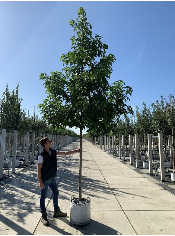 Amerikanischer Amberbaum 'Lane Roberts' | Liquidambar styraciflua 'Lane Roberts' Amerikanischer Amberbaum 'Lane Roberts' | Liquidambar styraciflua 'Lane Roberts'