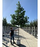 Amerikanischer Amberbaum 'Lane Roberts' | Liquidambar styraciflua 'Lane Roberts' Amerikanischer Amberbaum 'Lane Roberts' | Liquidambar styraciflua 'Lane Roberts'
