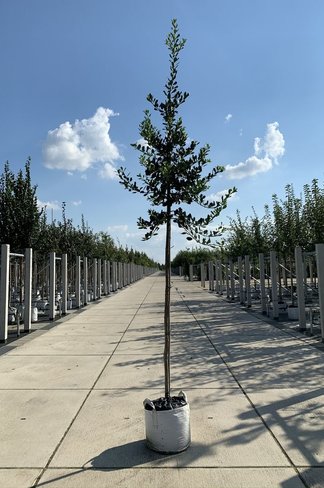 Ganzrandige - Fruchtende Stechpalme 'J.C. van Tol' | Ilex aquifolium 'J.C. van Tol'