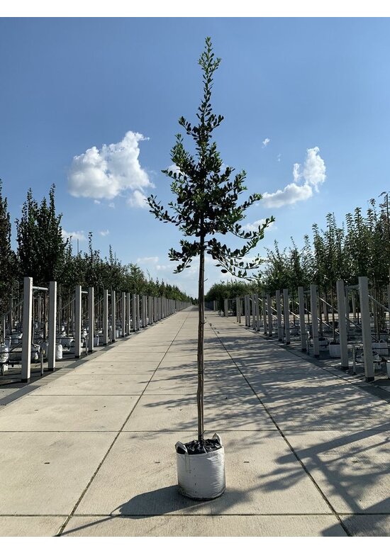 Ganzrandige - Fruchtende Stechpalme 'J.C. van Tol' | Ilex aquifolium 'J.C. van Tol'