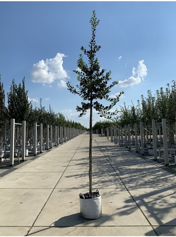 Ganzrandige - Fruchtende Stechpalme 'J.C. van Tol' | Ilex aquifolium 'J.C. van Tol' Ganzrandige - Fruchtende Stechpalme 'J.C. van Tol' | Ilex aquifolium 'J.C. van Tol'