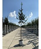 Ganzrandige - Fruchtende Stechpalme 'J.C. van Tol' | Ilex aquifolium 'J.C. van Tol' Ganzrandige - Fruchtende Stechpalme 'J.C. van Tol' | Ilex aquifolium 'J.C. van Tol'