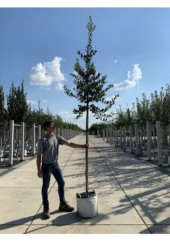 Ganzrandige - Fruchtende Stechpalme 'J.C. van Tol' | Ilex aquifolium 'J.C. van Tol'