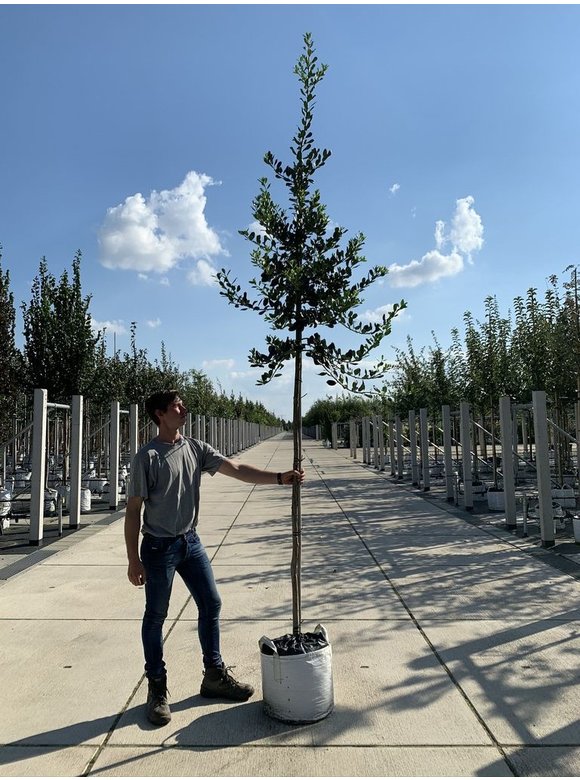 Ganzrandige - Fruchtende Stechpalme 'J.C. van Tol' | Ilex aquifolium 'J.C. van Tol' Ganzrandige - Fruchtende Stechpalme 'J.C. van Tol' | Ilex aquifolium 'J.C. van Tol'