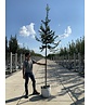 Ganzrandige - Fruchtende Stechpalme 'J.C. van Tol' | Ilex aquifolium 'J.C. van Tol' Ganzrandige - Fruchtende Stechpalme 'J.C. van Tol' | Ilex aquifolium 'J.C. van Tol'