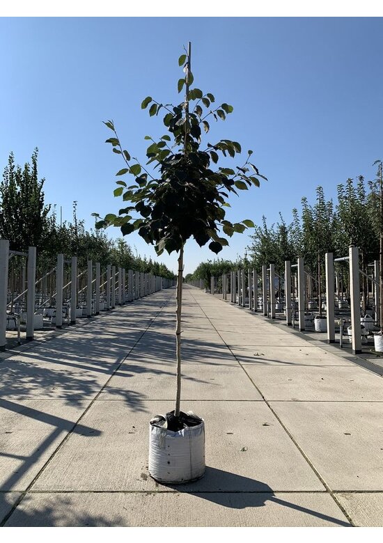 Zaubernuss 'Pallida' | Hamamelis intermedia 'Pallida'