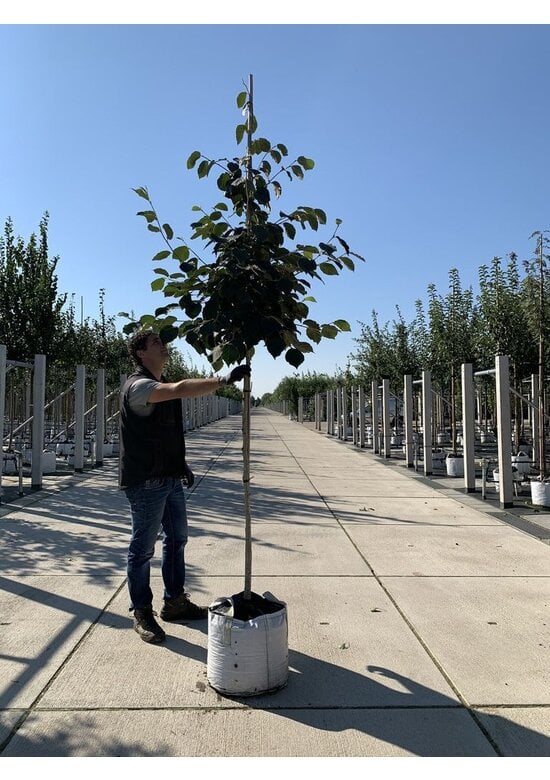 Zaubernuss 'Pallida' | Hamamelis intermedia 'Pallida'
