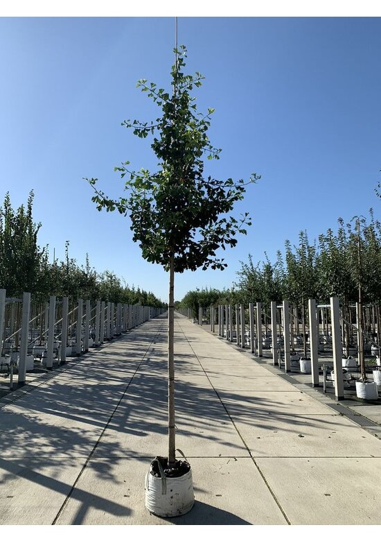 Säulenförmiger-Fächerblattbaum 'Tremonia' | Ginkgo biloba 'Tremonia'