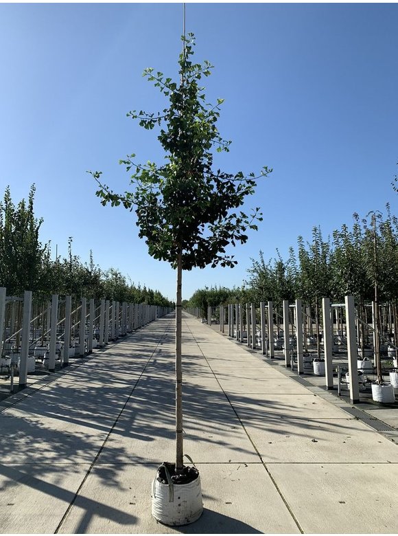 Ginkgobaum - Säulenförmiger-Fächerblattbaum 'Tremonia' | Ginkgo biloba 'Tremonia' Ginkgobaum - Säulenförmiger-Fächerblattbaum 'Tremonia' | Ginkgo biloba 'Tremonia'