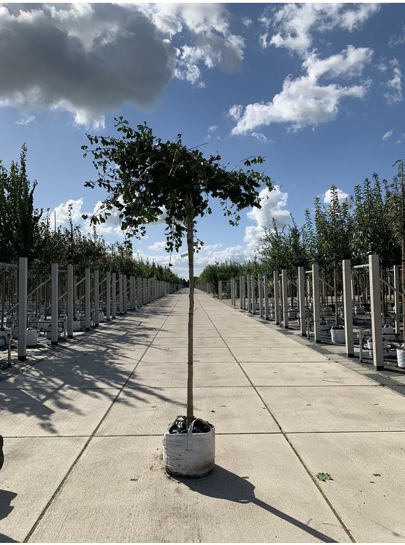 Ginkgobaum - Fächerblattbaum 'Horizontalis' | Ginkgo biloba 'Horizontalis' Ginkgobaum - Fächerblattbaum 'Horizontalis' | Ginkgo biloba 'Horizontalis'