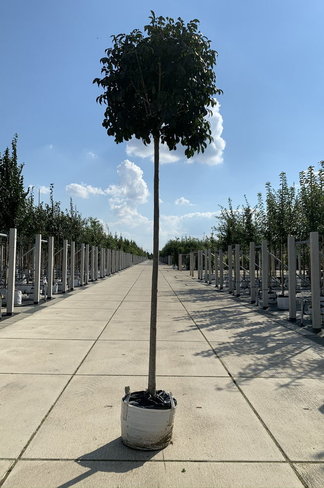 Kugel-Blumenesche 'Mecsek' | Fraxinus ornus 'Mecsek'