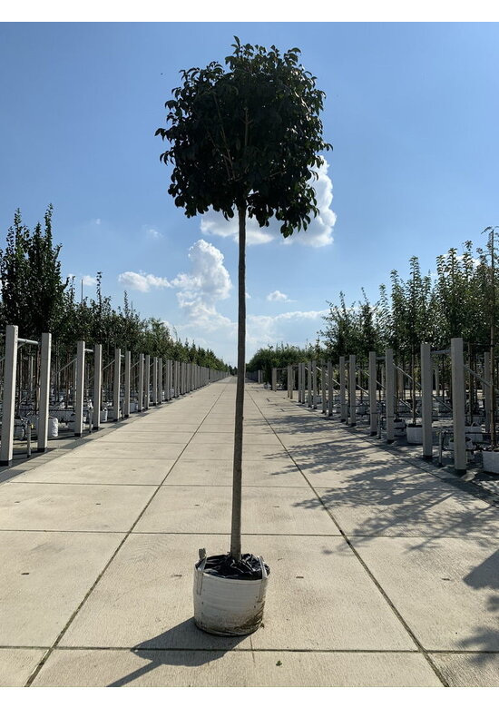 Kugel-Blumenesche 'Mecsek' | Fraxinus ornus 'Mecsek'