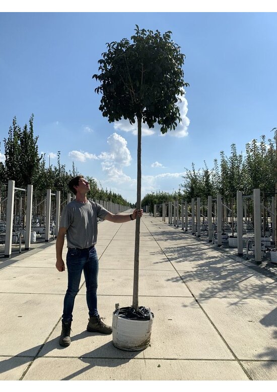 Kugel-Blumenesche 'Mecsek' | Fraxinus ornus 'Mecsek'