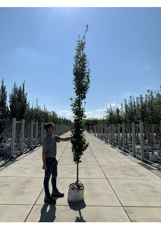 Säulen-Rotbuche 'Dawyck' | Fagus sylvatica 'Dawyck'