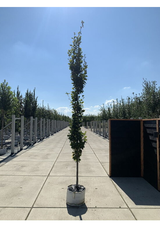 Säulen-Rotbuche 'Dawyck' | Fagus sylvatica 'Dawyck' Säulen-Rotbuche 'Dawyck' | Fagus sylvatica 'Dawyck'