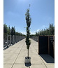 Säulen-Rotbuche 'Dawyck' | Fagus sylvatica 'Dawyck'