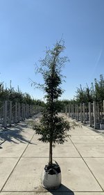 kentia palme 150 cm Kentia Palm  THE GARDEN CENTRE