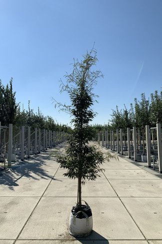 Farnblättrige Rotbuche 'Asplenifolia' | Fagus sylvatica 'Asplenifolia' Farnblättrige Rotbuche 'Asplenifolia' | Fagus sylvatica 'Asplenifolia'