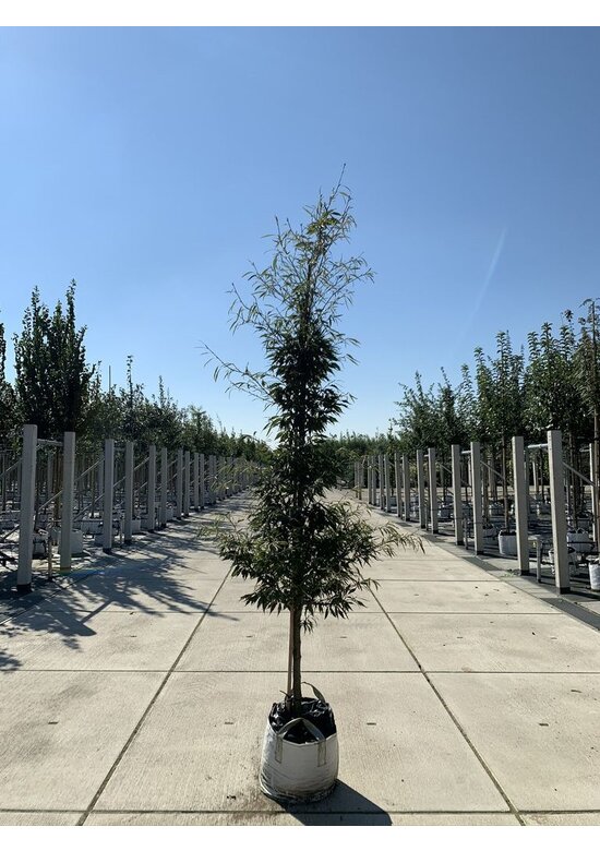 Farnblättrige Rotbuche 'Asplenifolia' | Fagus sylvatica 'Asplenifolia'