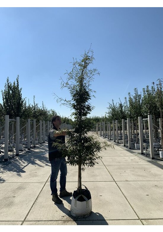Farnblättrige Rotbuche 'Asplenifolia' | Fagus sylvatica 'Asplenifolia'