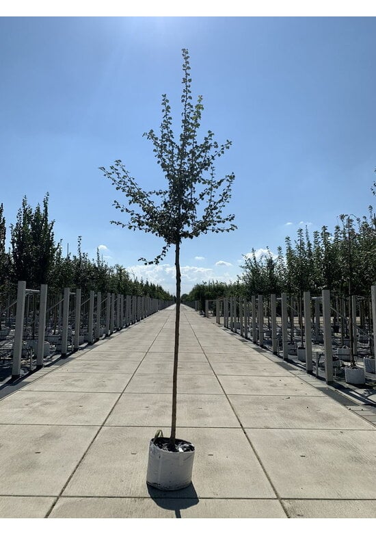 Kanadischer Rotdorn 'Toba' | Crataegus mordenensis 'Toba'