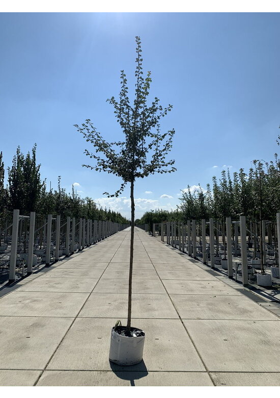 Kanadischer Rotdorn 'Toba' | Crataegus mordenensis 'Toba'