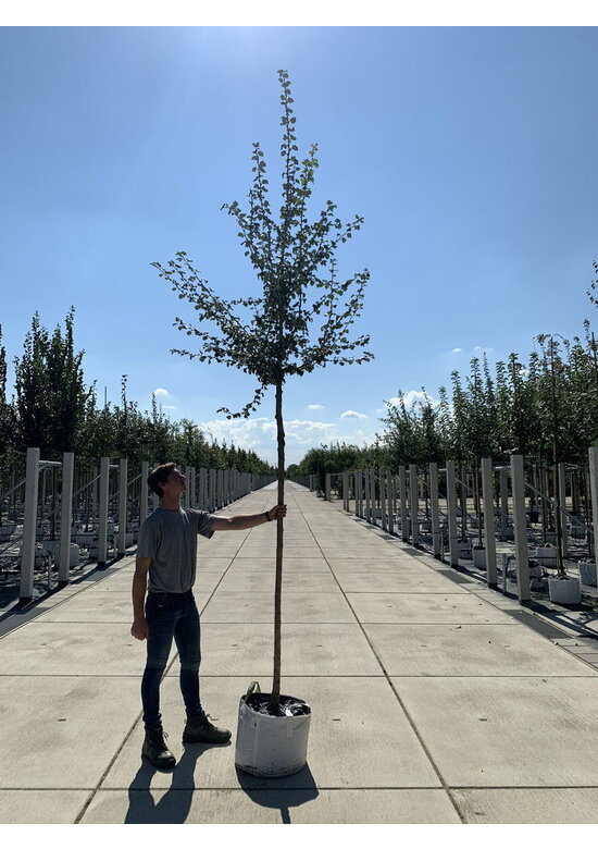 Kanadischer Rotdorn 'Toba' | Crataegus mordenensis 'Toba'