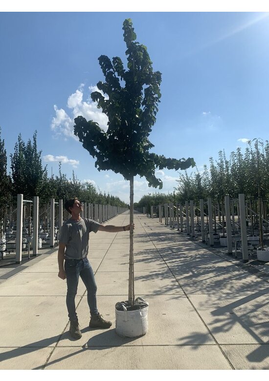 Baumhasel | Corylus colurna