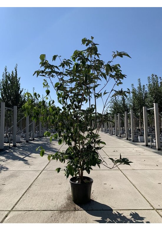 Japanischer Blumen-Hartriegel 'Venus' Mehrstämmig | Cornus 'Venus'