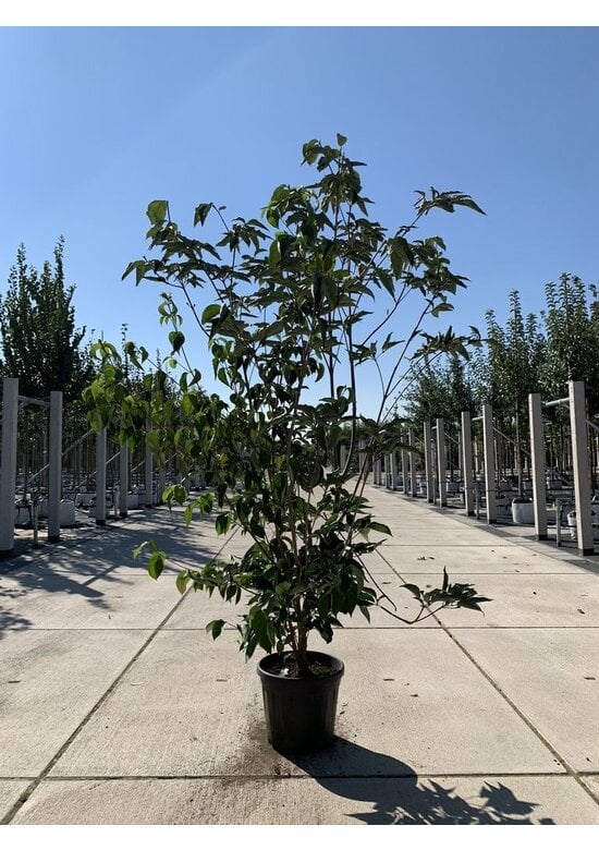 Japanischer Blumen-Hartriegel 'Venus' Mehrstämmig | Cornus 'Venus'